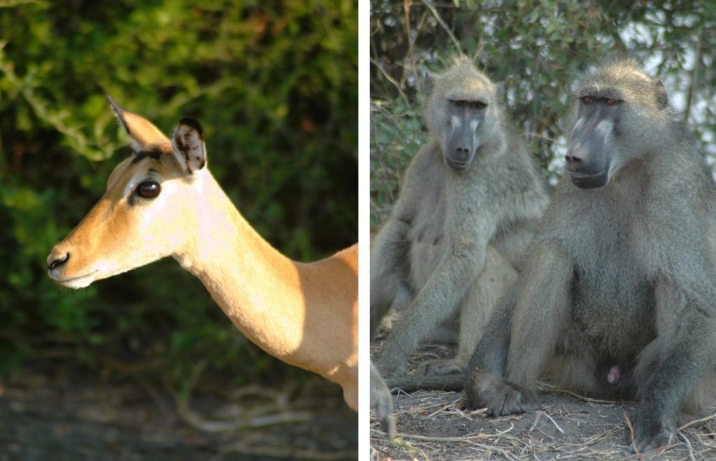I Chobe nasjonalpark er det et stort antall antiloper og bavianer. 