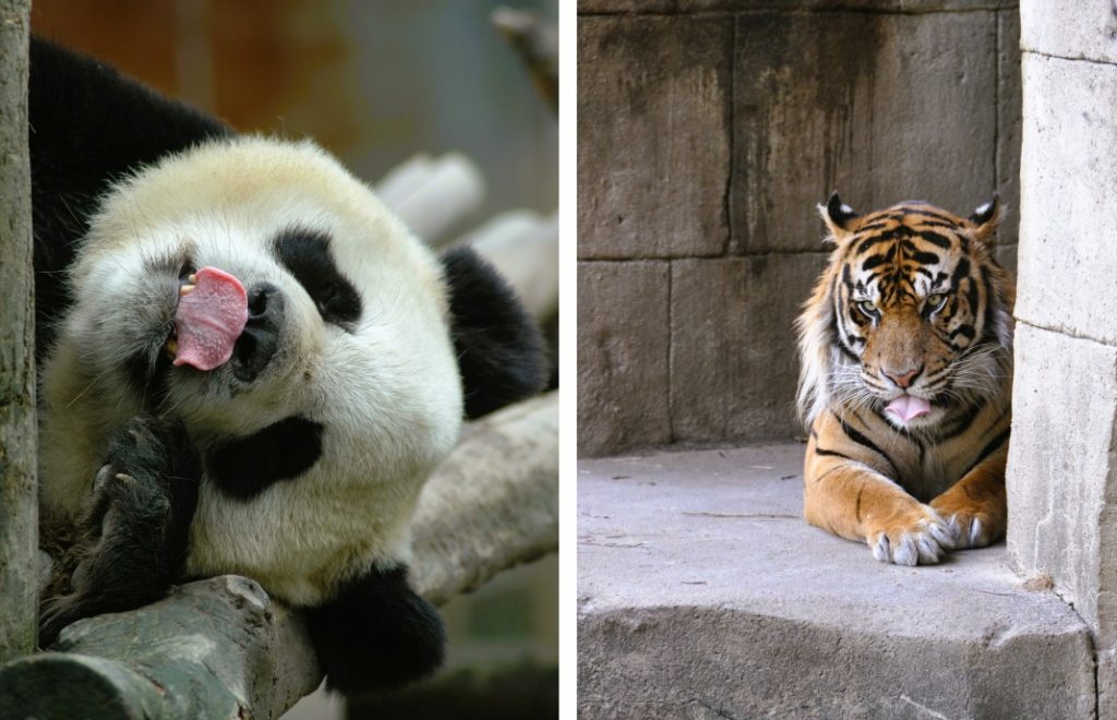 Panda og tiger i Memphis Zoo. 