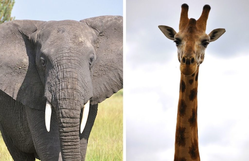 Ugandas fantastiske dyreliv er nok en grunn til å sette landet på bucketlisten. 