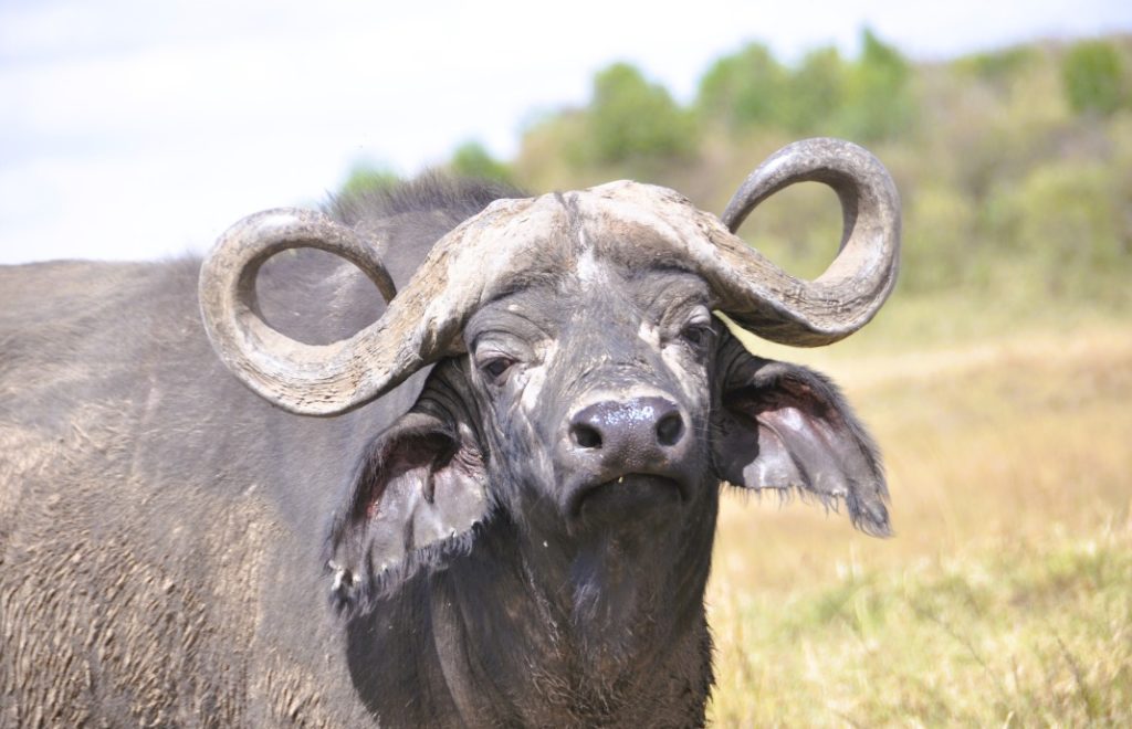 En litt grinete bøffel i Masai Mara nasjonalpark. 