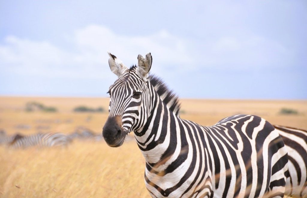 De er tusenvis av sebraer i Masai Mara nasjonalpark. 