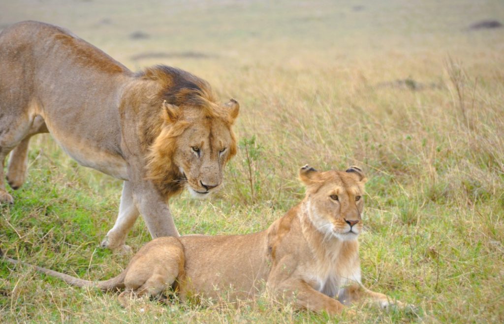 Løver i Masai Mara nasjonalpark