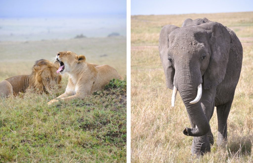 Løver og elefanter er et vanlig syn i Masai Mara nasjonalpark i Kenya. 