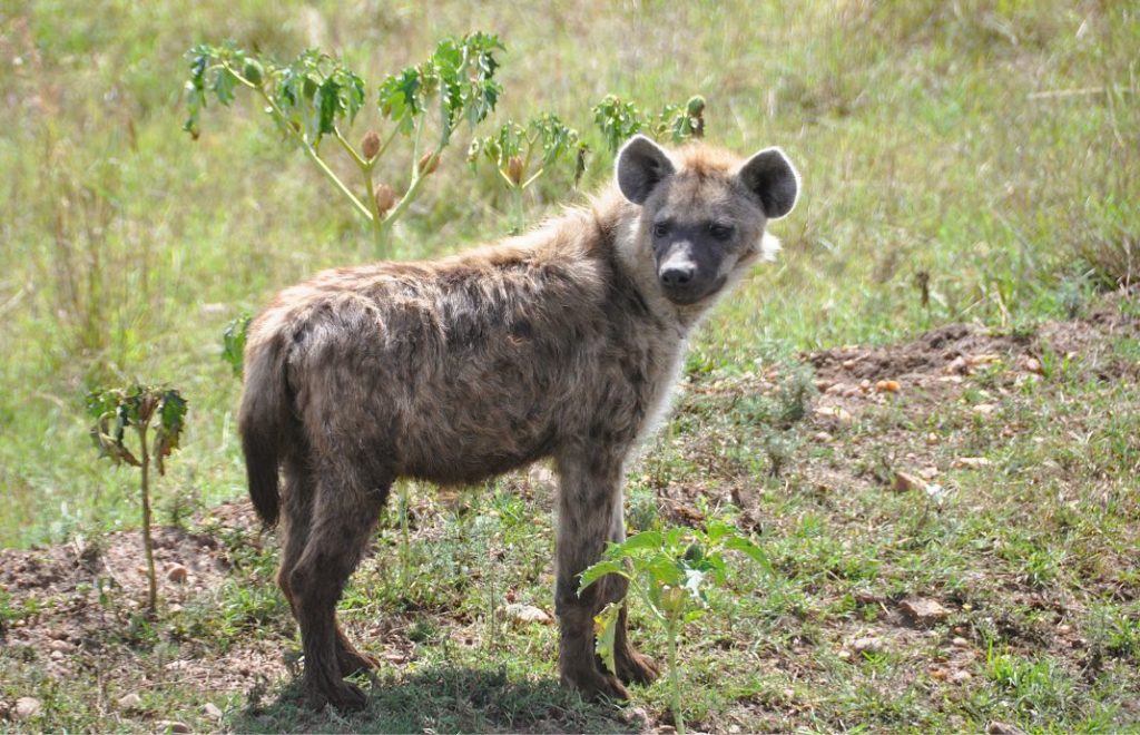 Hyenen kom tett på i Masai Mara nasjonalpark.