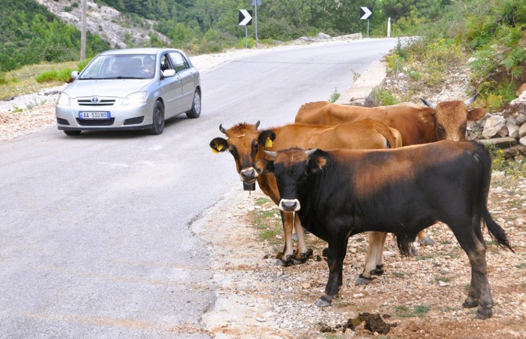 Kuene i Albania er opptatt av trafikksikkerhet. De ser både til høyre og venstre før de krysser veien. 