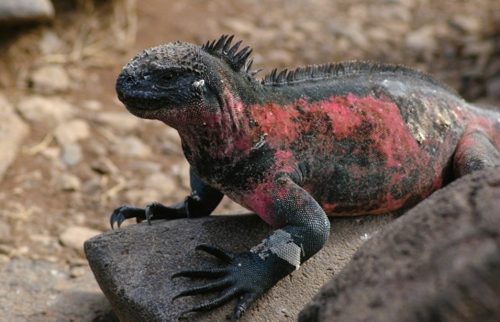 Iguanaen poserer for fotografen på Galapagosøyene. 