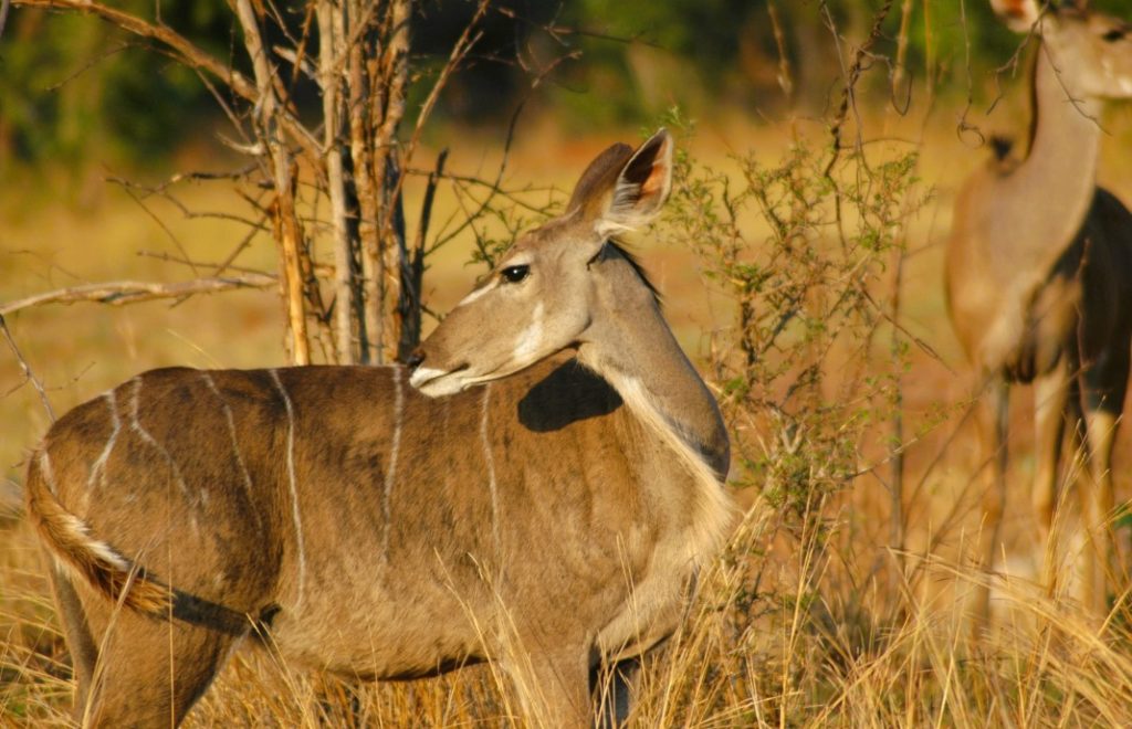 En kudu koser seg i solen i den vakre Chobe nasjonalpark i Botswana. 