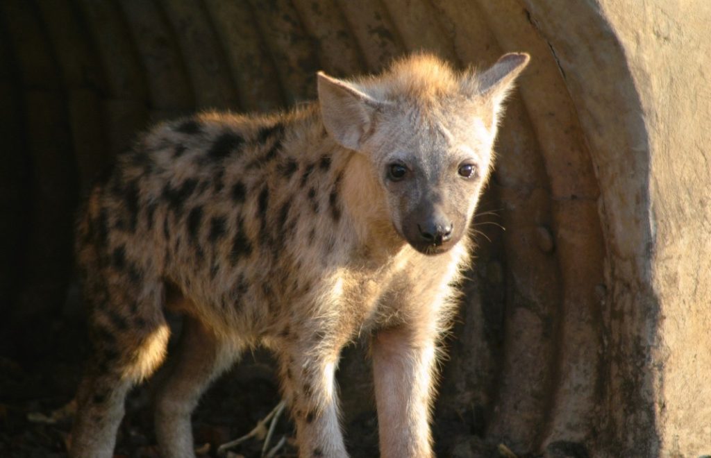 En ung hyene har akkurat våknet i Chobe nasjonalpark i Botswana. 