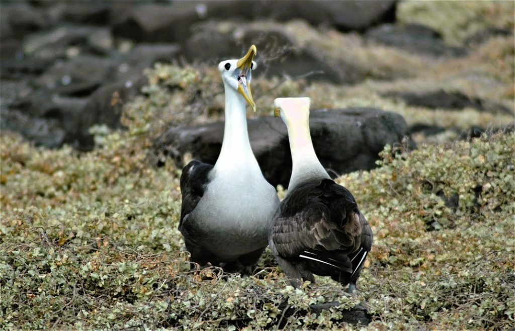 Gjett hvem som er hunnen av disse to galapagosalbatrossene