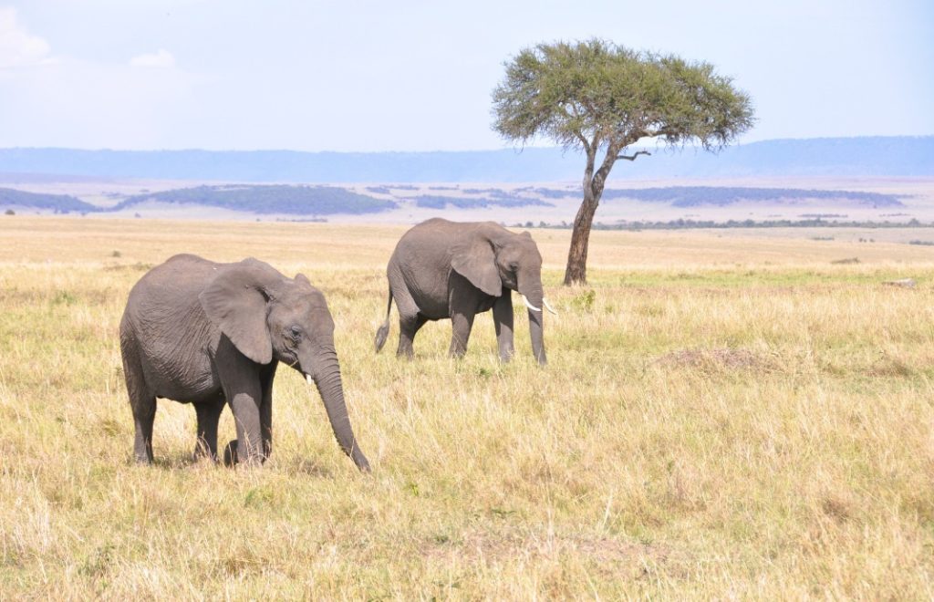 Elefanter i Masai Mara nasjonalpark. 