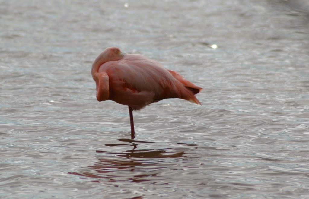 Roas er fargen som gjelder i august på Galapagosøyene. Da kommer nemlig flamingoen til paradiset. 