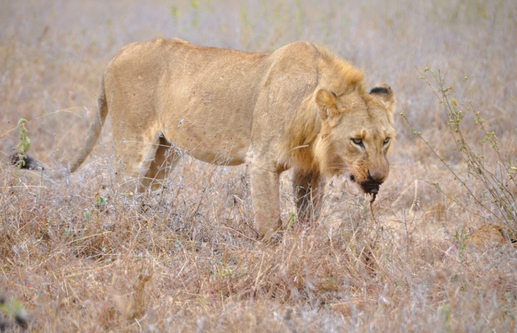 Mett løve i Nairobi nasjonalpark