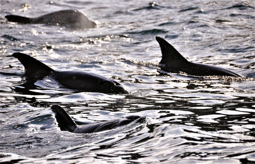 Delfinene har ankommet Galapagosøyene. 