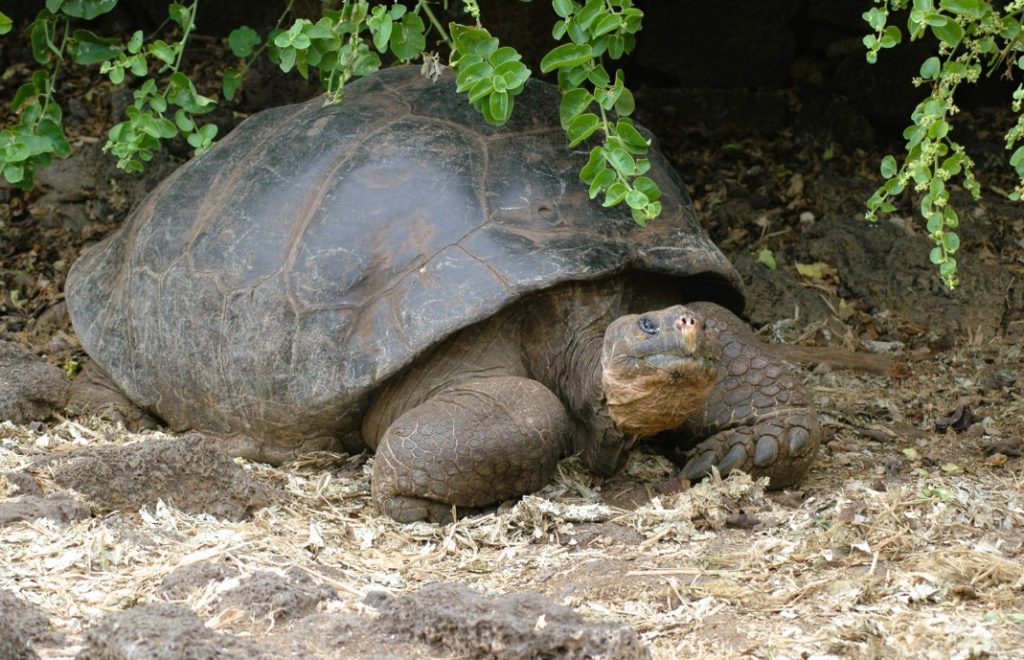 Galapagossøyene er kjent for sine mange skilpadder. Du kan komme tett på sjarmørene. 