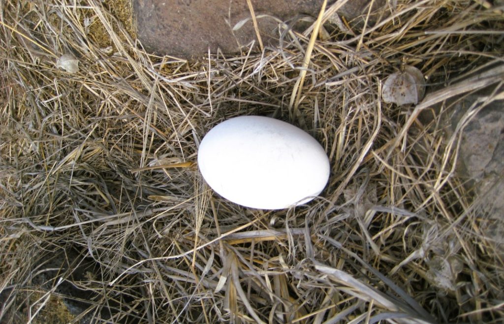 Sulene legger sine egg i juni. 