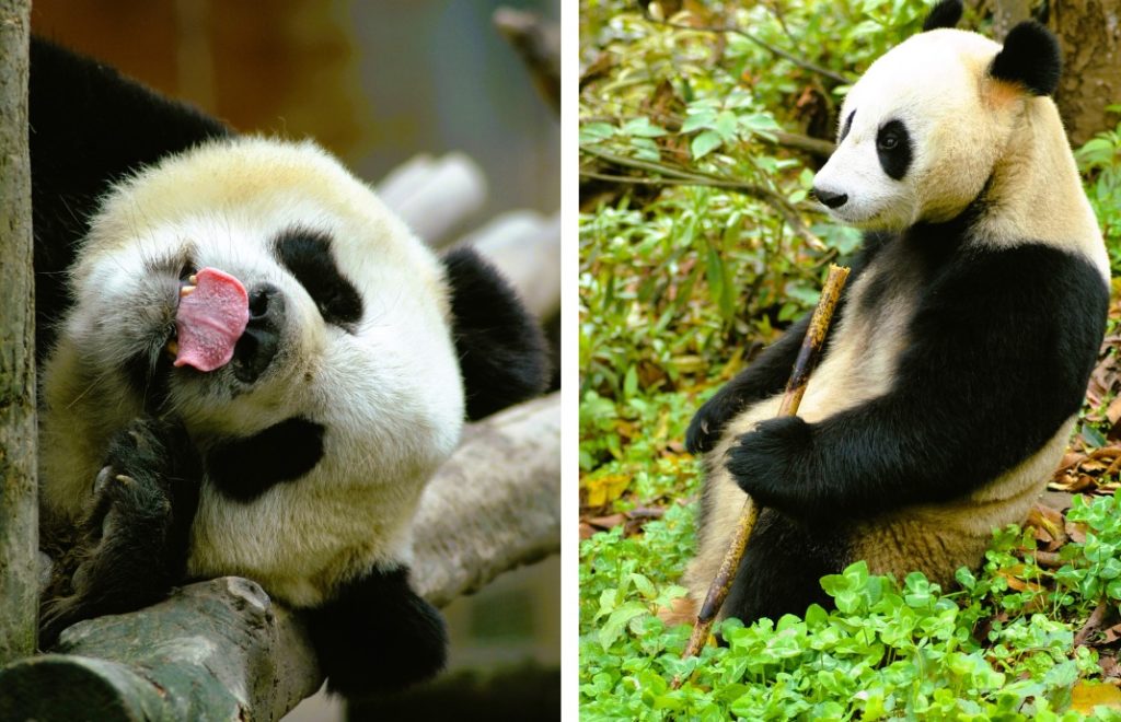 Pandaene koser seg i Wolong Panda Center.