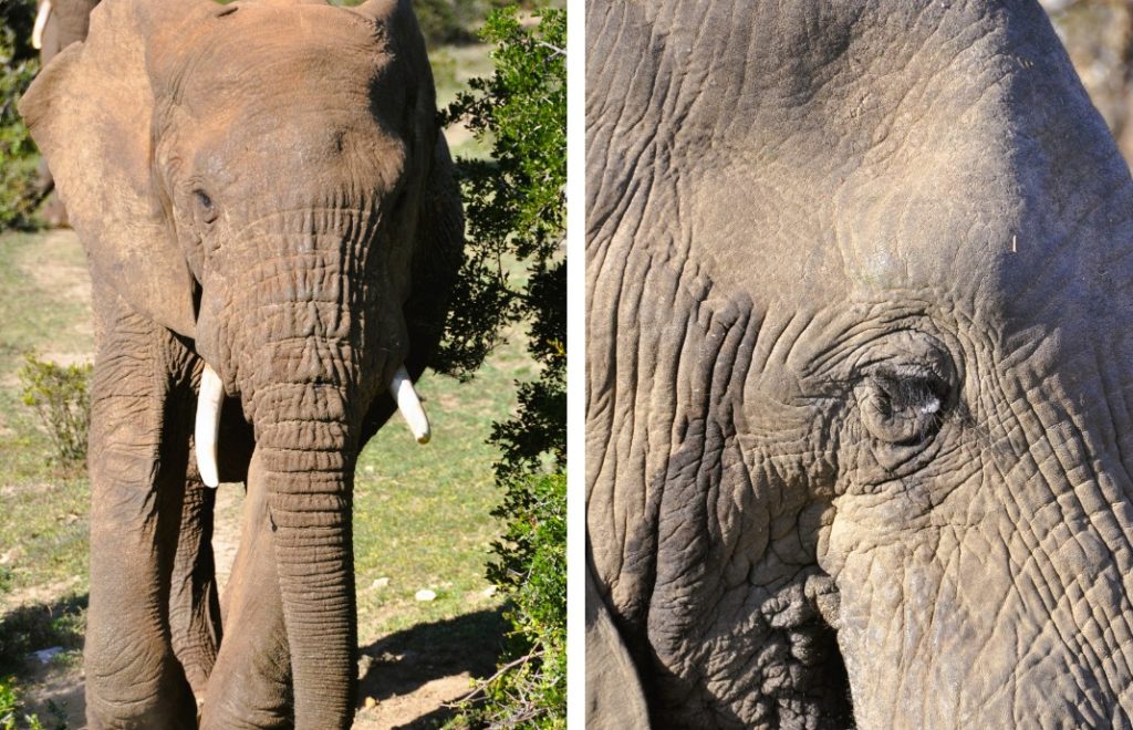 Elefantene rusler rundt i Addo Elephant nasjonalpark. 