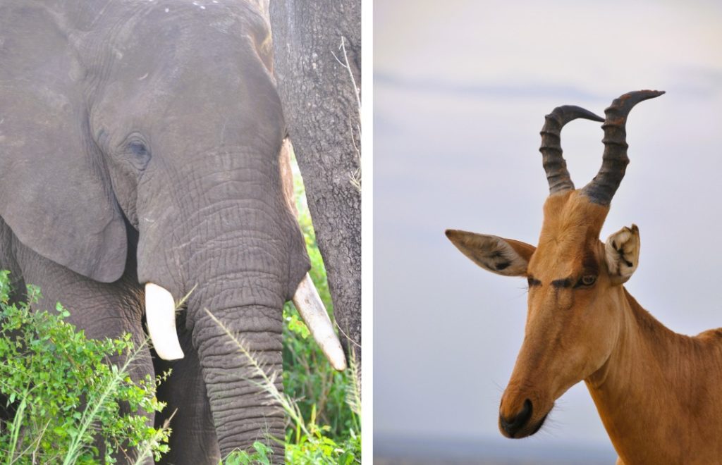 Elefant og ugandisk kob i Murchison Falls nasjonalpark, Uganda.