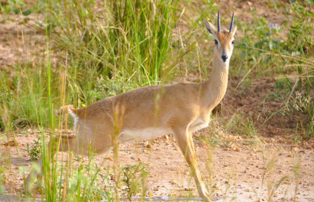 Antilope fotografert i Murchison Falls nasjonalpark, Uganda. 