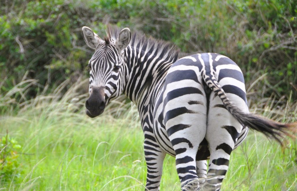 Sebraen lurer på hva vi holder på med i Lake Mburu nasjonalpark i Uganda. 