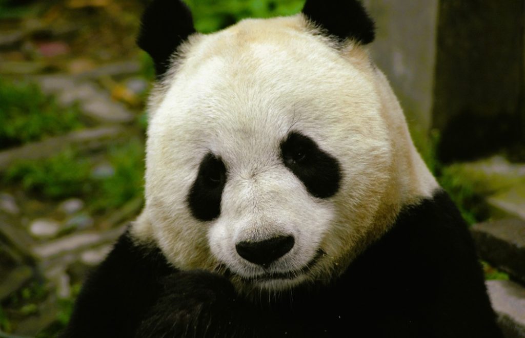 Pandaen er en av de søteste skapningene på jorden. 