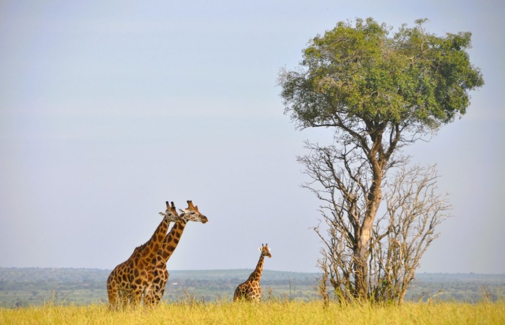 Sjiraffer speider utover landskapet i Murchison Falls nasjonalpark, Uganda. 