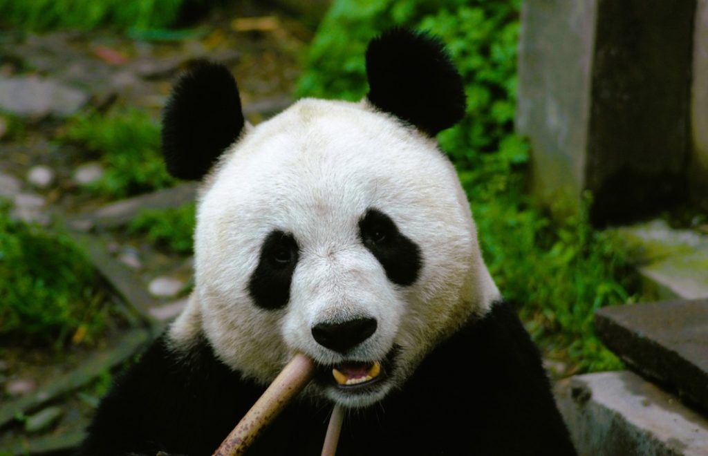 En panda koser seg med bambus til frokost i Wolong Panda Center i Kina. 