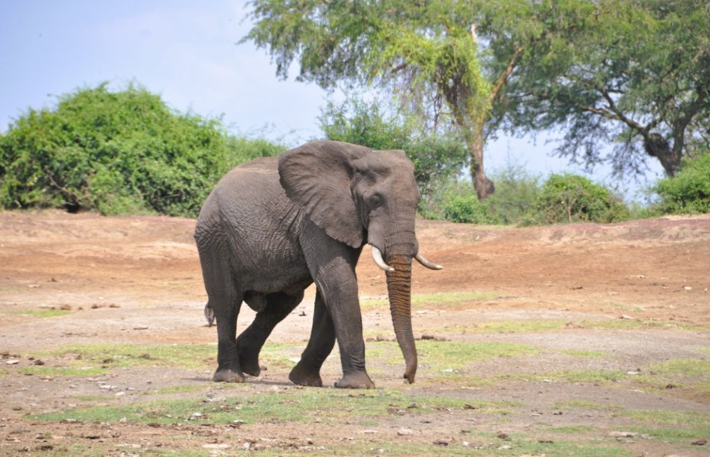 Ensom elefant på vandring i Queen Elizabeth nasjonalpark i Uganda.
