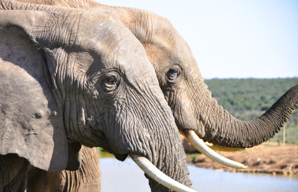 Elefanter i Addo Elephant nasjonalpark i Sør-Afrika