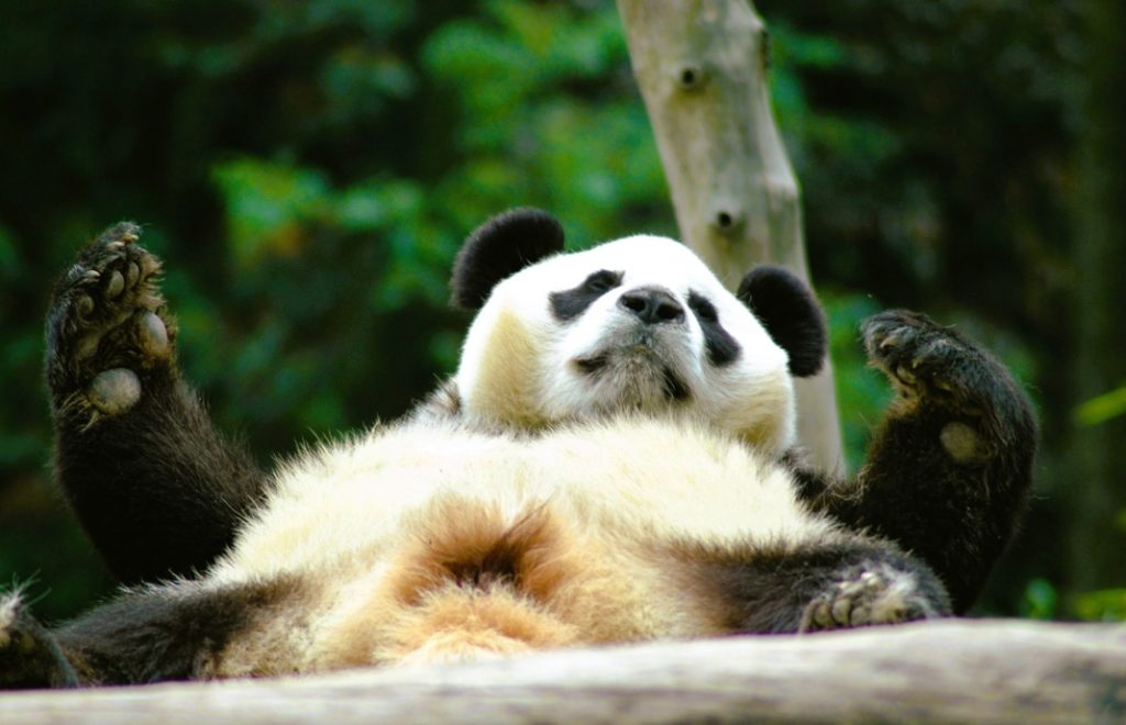 Så stor er pandaen i Wolong Panda Center i Kina. 