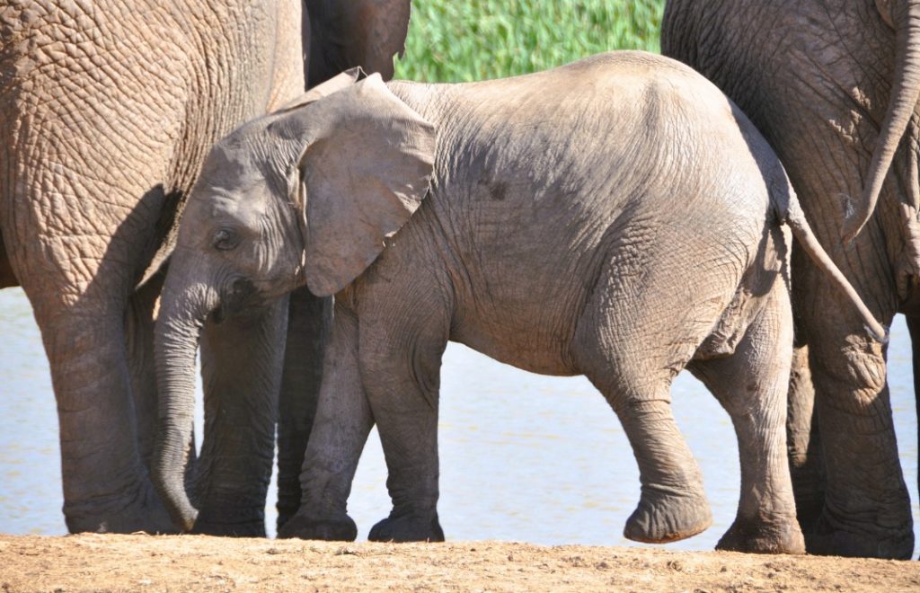 Ikke gamle karen. Denne vakre elefantungen er fotografert i Addo Elephant nasjonalpark i Sør-Afrika. 