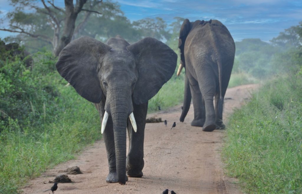 Elefanter på morgenvandring i Murchison Falls nasjonalpark, Uganda. 