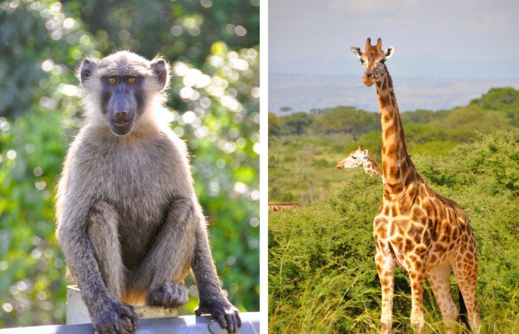 Bavian og sjiraff i vakre Murchison Falls nasjonalpark, Uganda. 