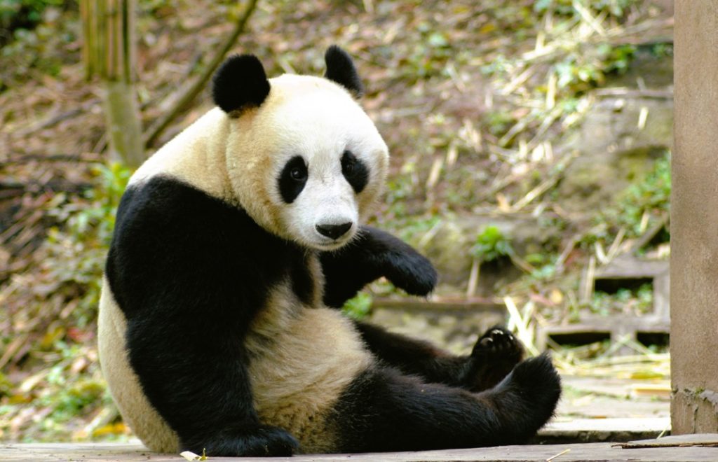 Pandaen ser alltid litt trist ut, noe som skyldes de svarte sirklene rundt øynene. 