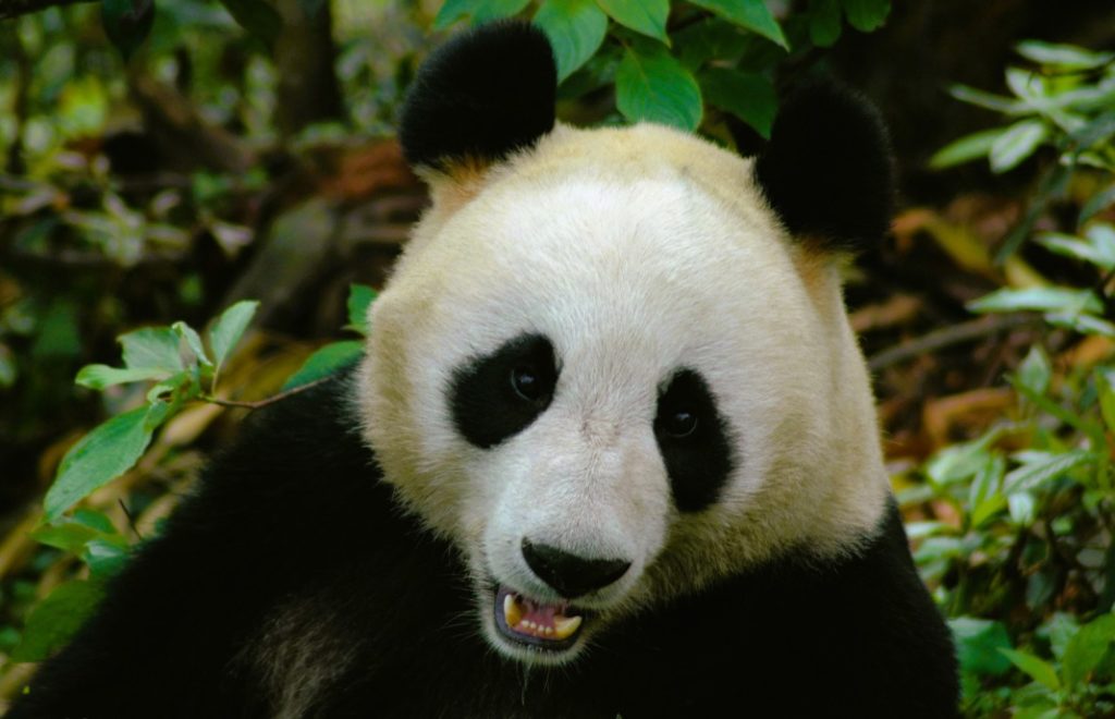 Det sies at pandaen har magiske krefter. 
