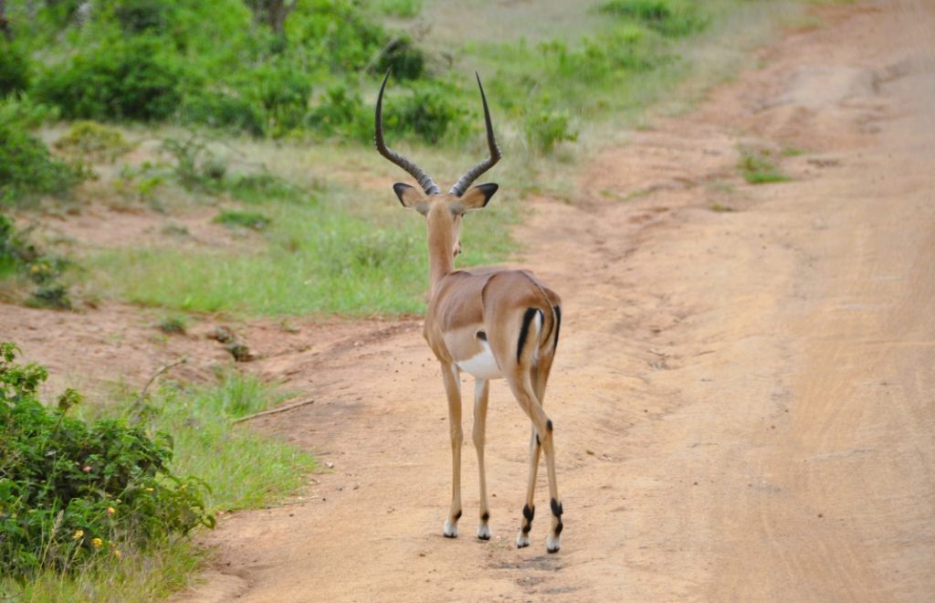 Thomson gaselle i Lake Mburo nasjonalpark