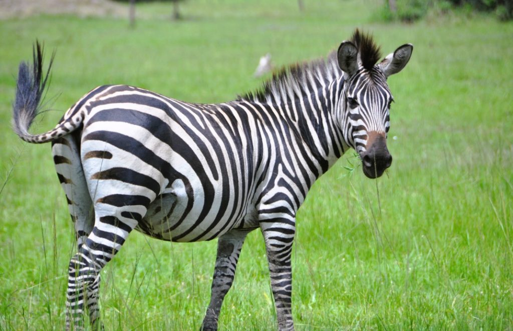 En sebra nyter hverdagen i Lake Mburo nasjonalpark