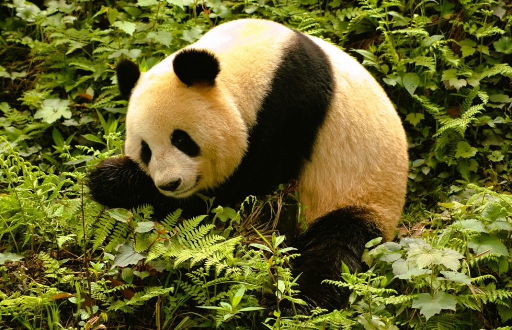 Pandaen er listet som sårbar på IUCN sin liste. 