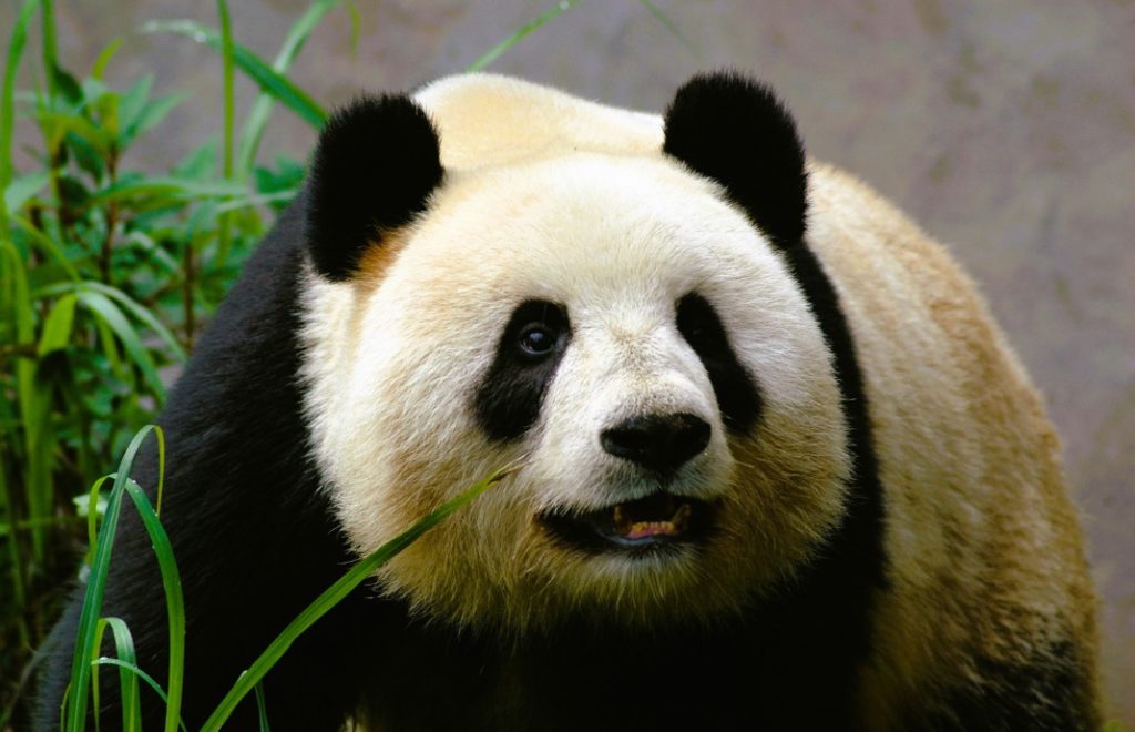 En panda går gravid i rundt fem måneder. 