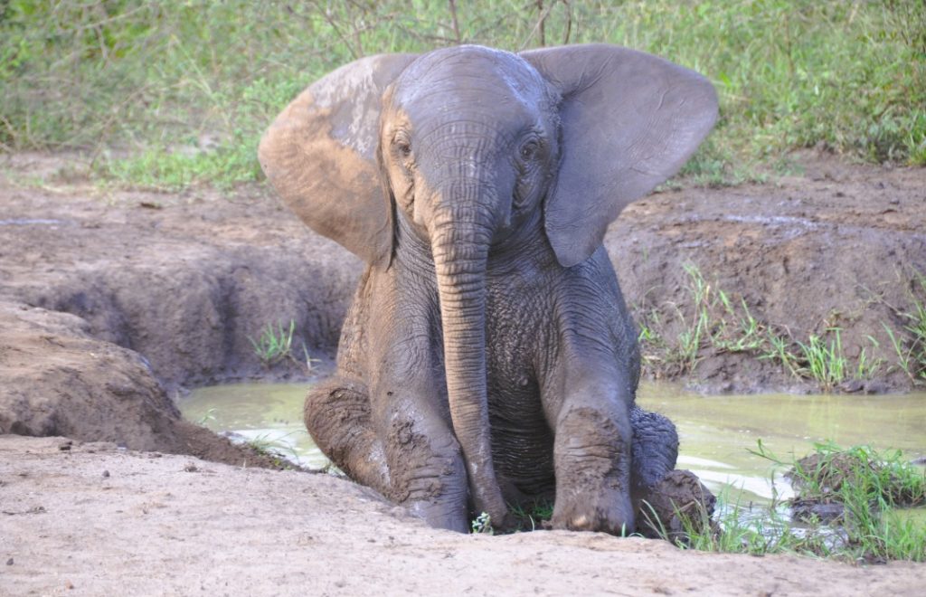 Det eneste som er søtere enn en elefant, er en babyelefant. 