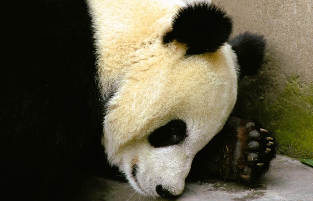 En panda sover søtt i Wolong Panda Center i Kina. 