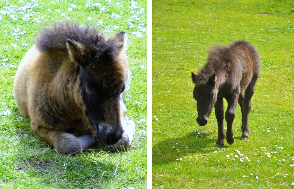 En shetlandsponni lever cirka 30 år, noe som er lenger enn de fleste hesteraser. 