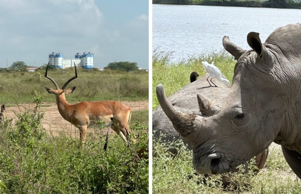 Det er lett å la seg imponere av dyrene i Nairobi nasjonalpark i Kenya