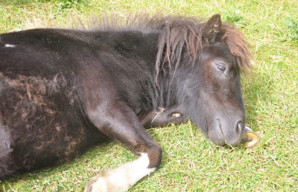 Den shetlandsponnien som sover, synder ikke. 