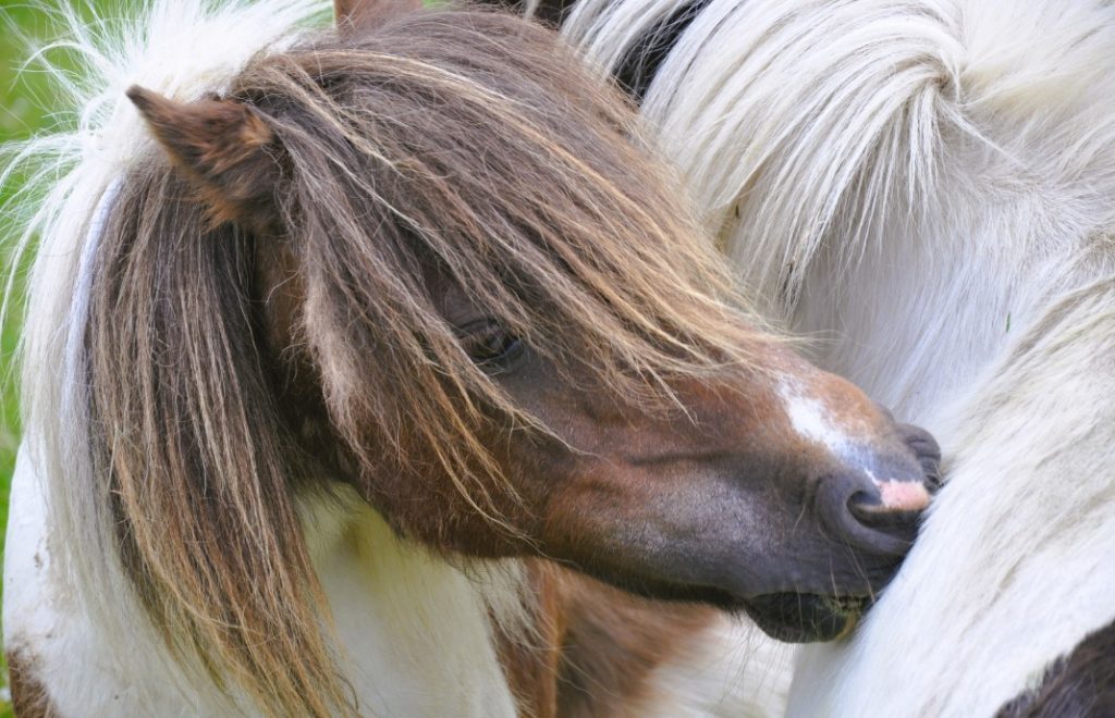 Shetlandsponniene har det aller best når de bor sammen med søsknene sine. 