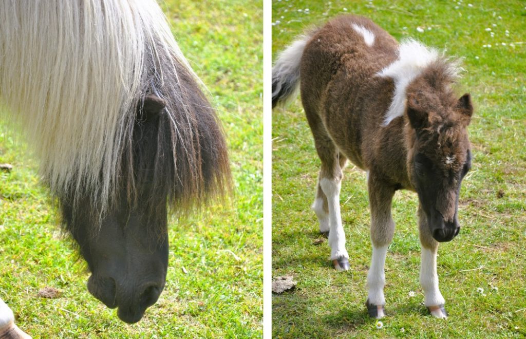 Shetlandsponniens opprinnelse er fortsatt ikke avklart. 