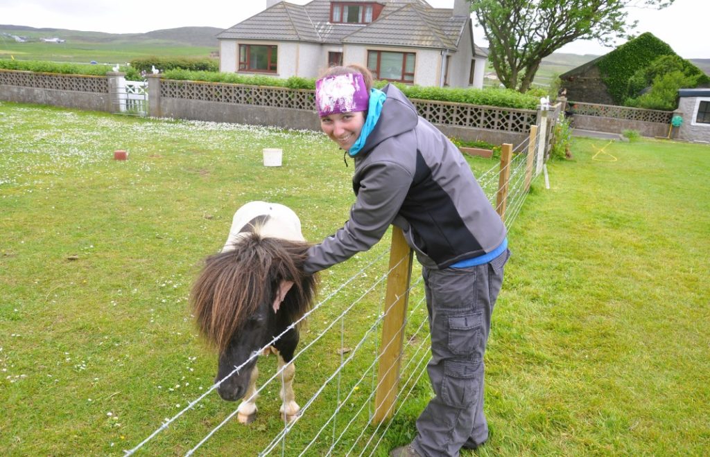 Shetlandsponniene milde og har et godt lynne. Det gjør det enda enklere å kose med dem. 