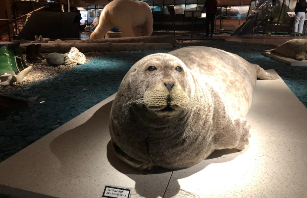 Selen hører til på Svalbard og på Svalbard Museum. 