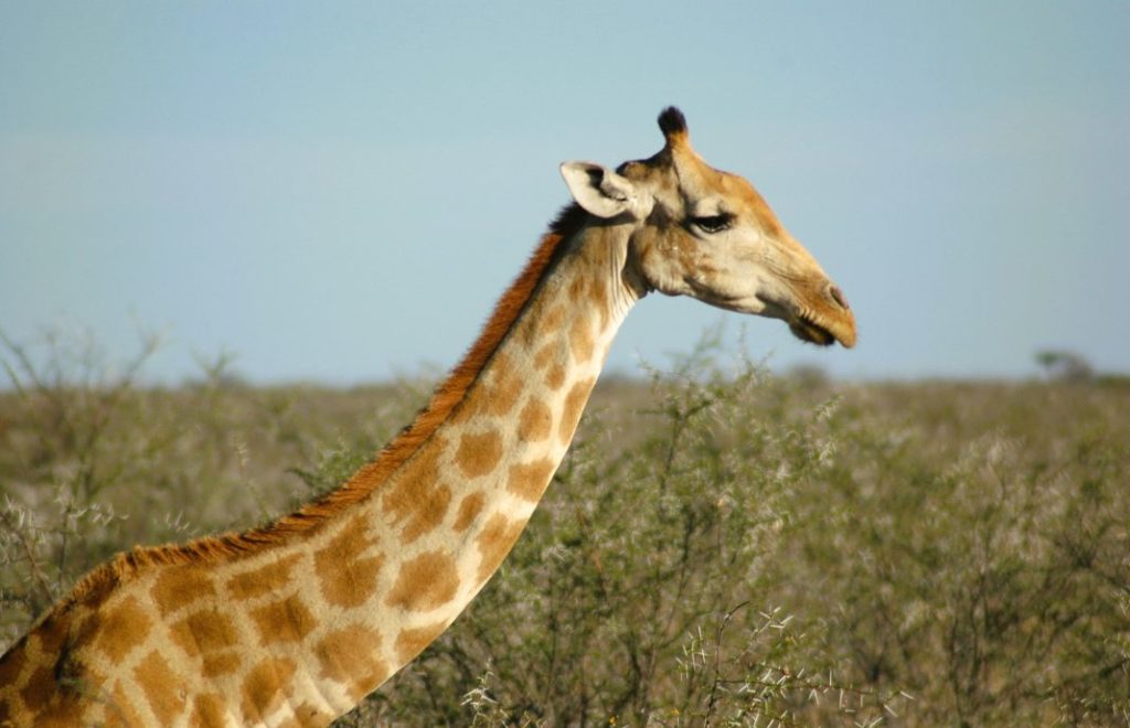 Sjiraffen er på vandring i Chobe nasjonalpark i Botswana