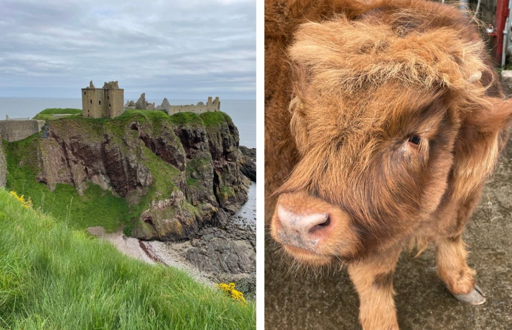 Dunnottar Castle er en av Skottlands største severdigheter. Det samme gjelder de søte highland cows. 